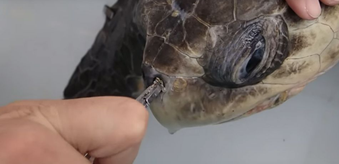 straw stuck in turtle's head