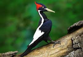 ivory-billed woodpecker