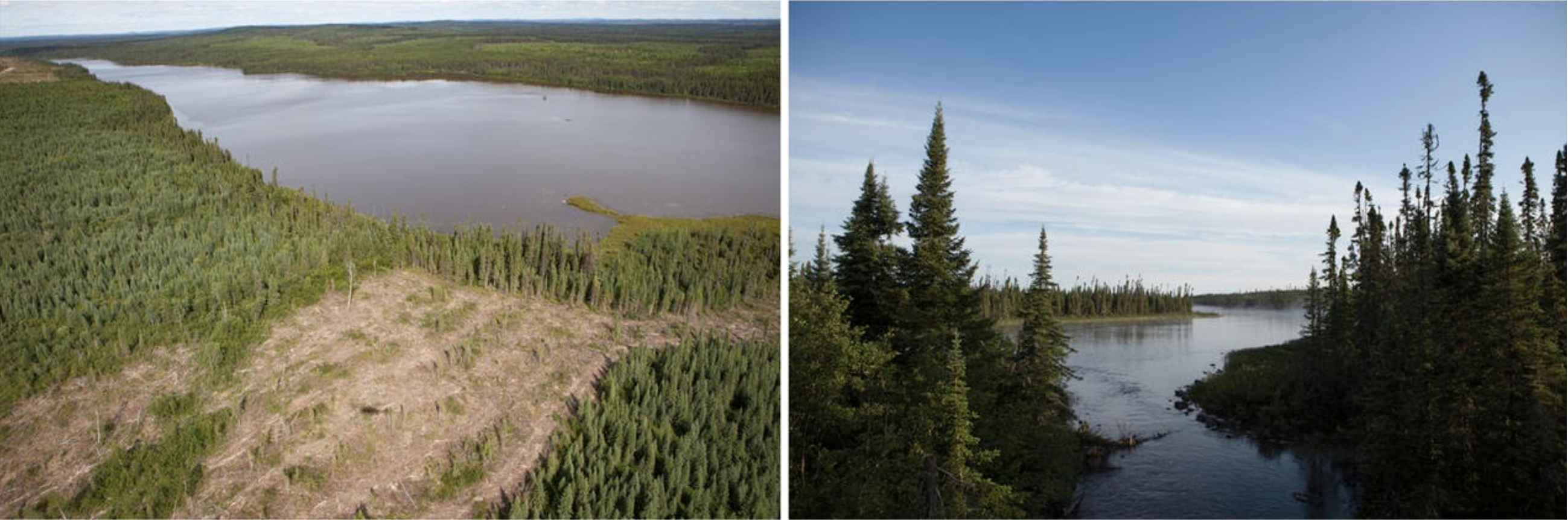 deforestation comparison