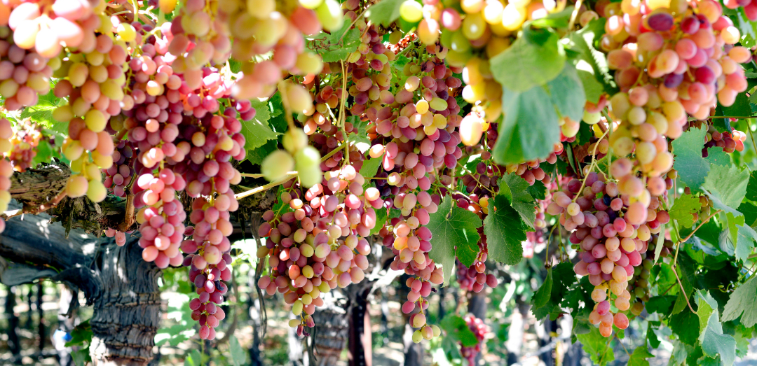 Grapes hanging off the vine
