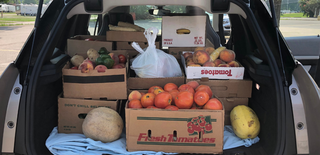 Gleaned produce in the back of a car