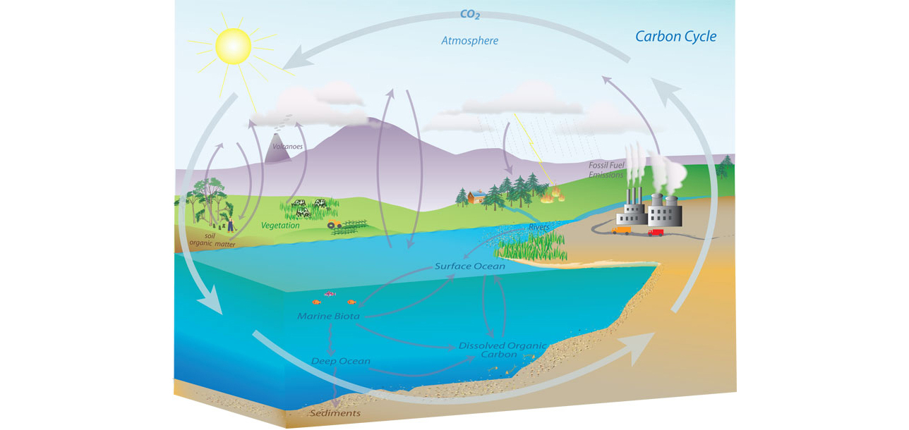 The carbon cycle (NOAA)